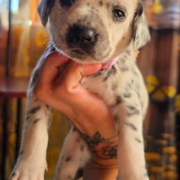 Jinn (LUA) - White and black female Dalmatian puppy in Salem, Missouri from Paradise Spots Dalmatians