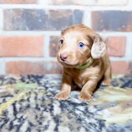 Boykin Spaniels, Dachshunds, and German Shorthaired Pointers from Whiskey River Farm