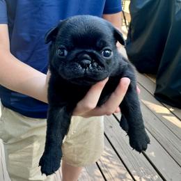 Winnie - Black female Pug puppy in Cedar Rapids, Iowa from Greener Hills Pugs