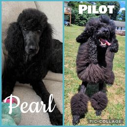 Poodle puppies from Stunningly Sweet Standards