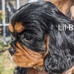 Cavalier King Charles Spaniel Puppies from Charleston Cavaliers