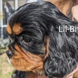 Cavalier King Charles Spaniel Puppies from Charleston Cavaliers