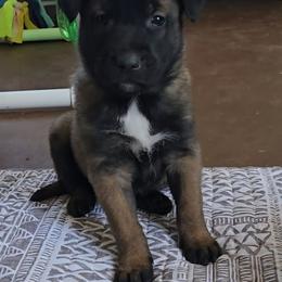 Echo's Black - Mahogany male Belgian Malinois puppy in Berry, Alabama from North River k9