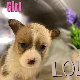 Girl 1 Lola - White and red female Pembroke Welsh Corgi puppy in Chesterton, Indiana from Oliver Pembroke Welsh Corgis