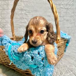 Snowden- 2700- traveling to North Carolina for delivery - Cream male Dachshund puppy in Biloxi, Mississippi from Southern Doxies Ms
