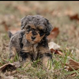 Aussiedoodle Puppies from Amos and Oak Doodles
