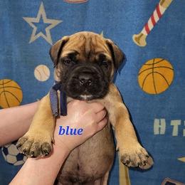 Blue - Red fawn male Bullmastiff puppy in Wakarusa, Indiana from Watchman Kennels