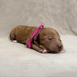 Nala - Pink Band Girl - Red  female Poodle puppy in Plainfield, New Jersey from Caris Paws Poodles and Labradoodles