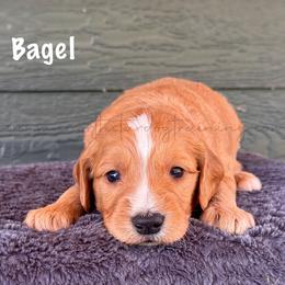 Bagel - Apricot male Goldendoodle puppy in Lancaster, Minnesota from North Star Dog Training