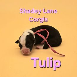 Tulip - Black and white American Corgi puppy in Bland, Missouri from Shadey Lane Corgis