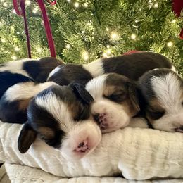 3rd choice - Black white and tan male Beagle puppy in Monticello, Georgia from Beaglelove