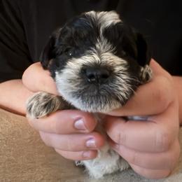 Carter - Parti male Miniature Schnauzer puppy in Troutdale, Oregon from Krystle's Miniature Schnauzers
