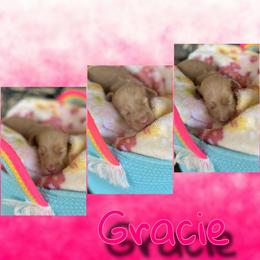 Gracie - Red female Dachshund puppy in Brazil, Indiana from King Duke Dachshunds