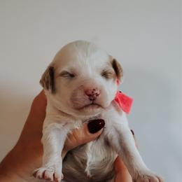 Pink - F - Parti female Goldendoodle puppy in Ruthorfordton, North Carolina from Duncan Doodles Goldendoodles