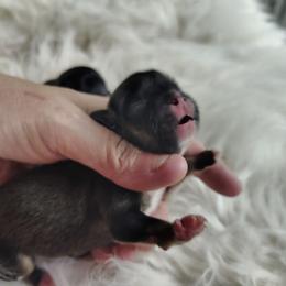 TJ - Red sable male Pekingese puppy in Andrews, South Carolina from Purple Diamonds Kennel
