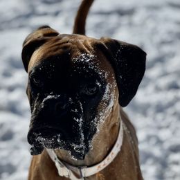 Rika - Boxer