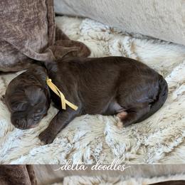 Yellow collar - Chocolate male Labradoodle puppy in Clovis, California from Delta Doodless