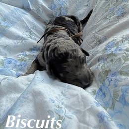 Biscuits - Merle male Goldendoodle puppy in Atlantic Beach, Florida from Glamorous Golden Doodles