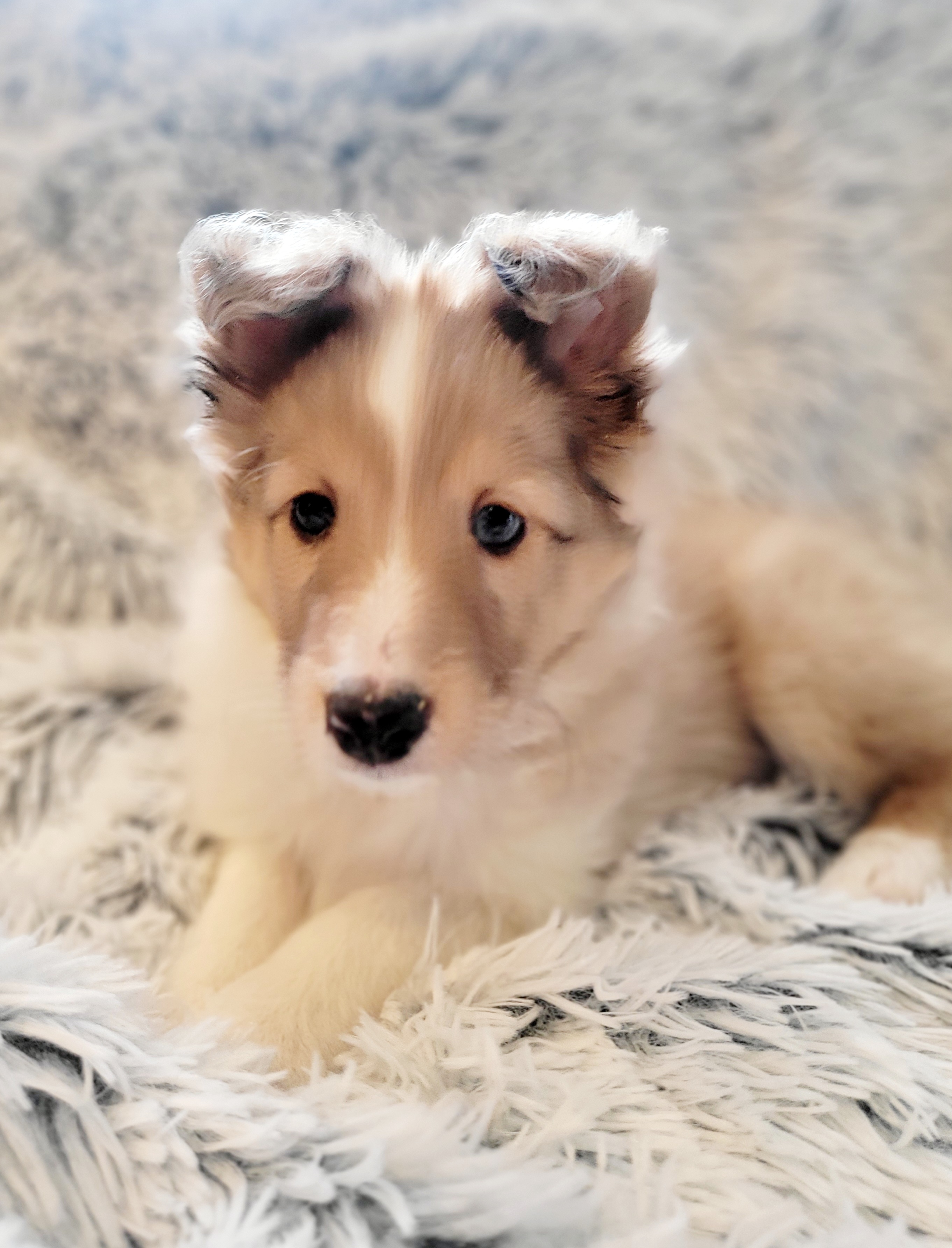 Shetland Sheepdog Puppies from Hope's Heart Shelties