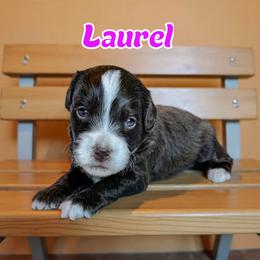 Laurel - female Golden Mountain Doodle puppy in Banner Elk, North Carolina from Walnut Tree Bernedoodles