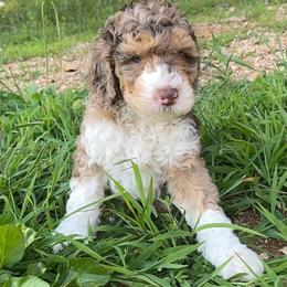 Cap (Captain America) - Red merle male Aussiedoodle puppy in Springfield, Missouri from Aspen River Doodles