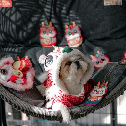 Odie - Shih Tzu