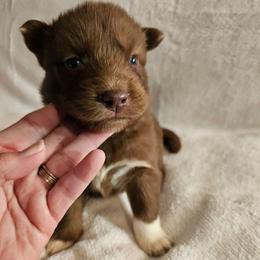 Phoenix - Brown and white female Siberian Husky puppy in Urbana, Ohio from Fairhaven's Siberian Huskies