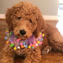 Goldendoodles and Labradoodles from Salem Doodles