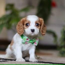 Preslee - Blenheim female Cavalier King Charles Spaniel puppy in West Sacramento, California from Autumn Nightz Cavaliers