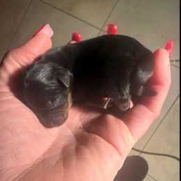 Levi - Black and tan male Yorkshire Terrier puppy in Florence, Kentucky from 4paws4ever by Design