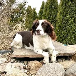 Oakley - English Springer Spaniel