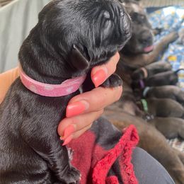 Girl 5 - Black Cane Corso puppy in Mercer, Pennsylvania from Midnight Cane Corso USA