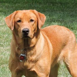 Labrador Retrievers and Poodles from Tamarack Therapy Dogs
