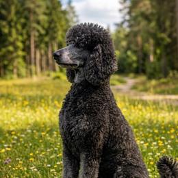 Angel - Poodle