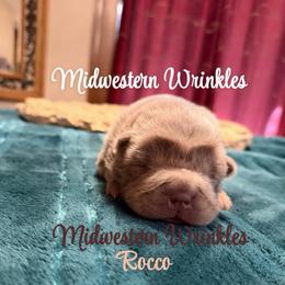 Rocco - Lilac dilute male Chinese Shar-Pei puppy in Auburn, Kansas from Justin's Chinese Shar-Pei