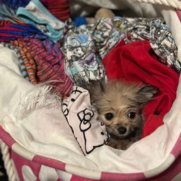 Pomeranian Puppies from Patricia's Pomeranians