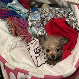 Pomeranian Puppies from Patricia's Pomeranians