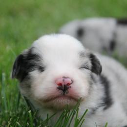 TeeTee - Blue merle male Miniature American Shepherd puppy in Tiskilwa, Illinois from First Harmony Farms