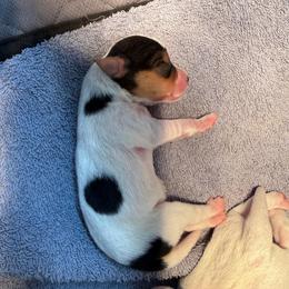 Ivy - Tri-color female Jack Russell Terrier puppy in Fairbury, Illinois from Kilgus Jack Russell Terriers