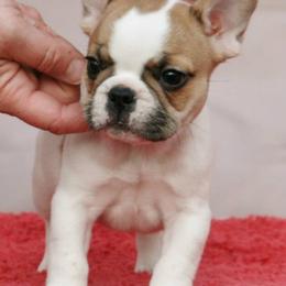 French Bulldog Puppies from BigStar French Bulldogs