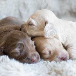 Dachshund Puppies from CTX Doxies