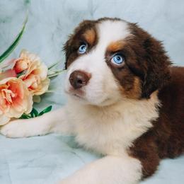Aphrodite - Australian Shepherd puppy from L’ Aussies of the Carolinas
