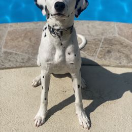 Lani - Dalmatian