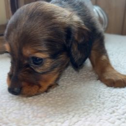 Dachshund Puppies from Bootheel Doxies