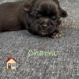 Charm - Chocolate female Shih Tzu puppy in Vernon, New Jersey from Calta’s Cute Shih Tzu