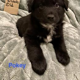 Pokey - Black & white male Australian Shepherd puppy in Wisconsin Dells, Wisconsin from Nicara kennel