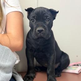 Swaggers - Black male Cane Corso puppy in Opelousas, Louisiana from Azelees Cane Corso