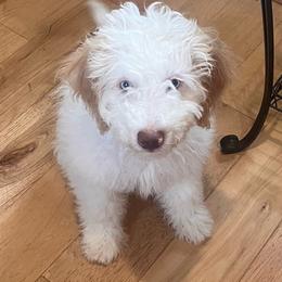 Pumba - Cream male Aussiedoodle puppy in Rainbow City, Alabama from Creek Bend Farm