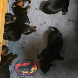 Boy 1 - Black and mahogany male Rottweiler puppy in Shepherdsville, Kentucky from Rottie Squad Kennel