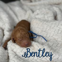 Bentley - Red  male Poodle puppy in Dayton, Texas from Wolfe Island Poodles